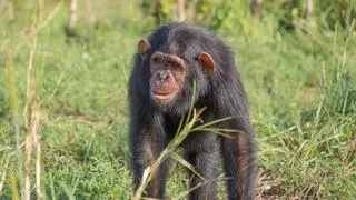 Descubren que los chimpancés son capaces de crear música