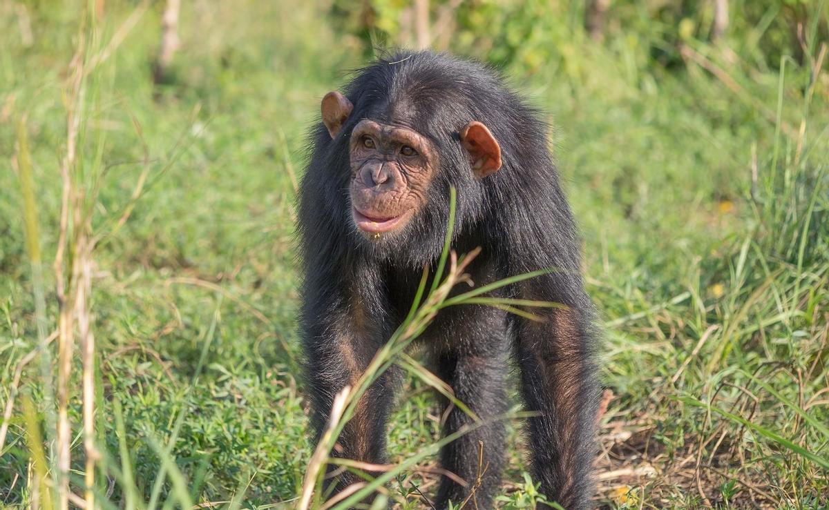 Los chimpancés son capaces de crear música, según una investigación