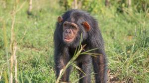 Los chimpancés son capaces de crear música, según una investigación