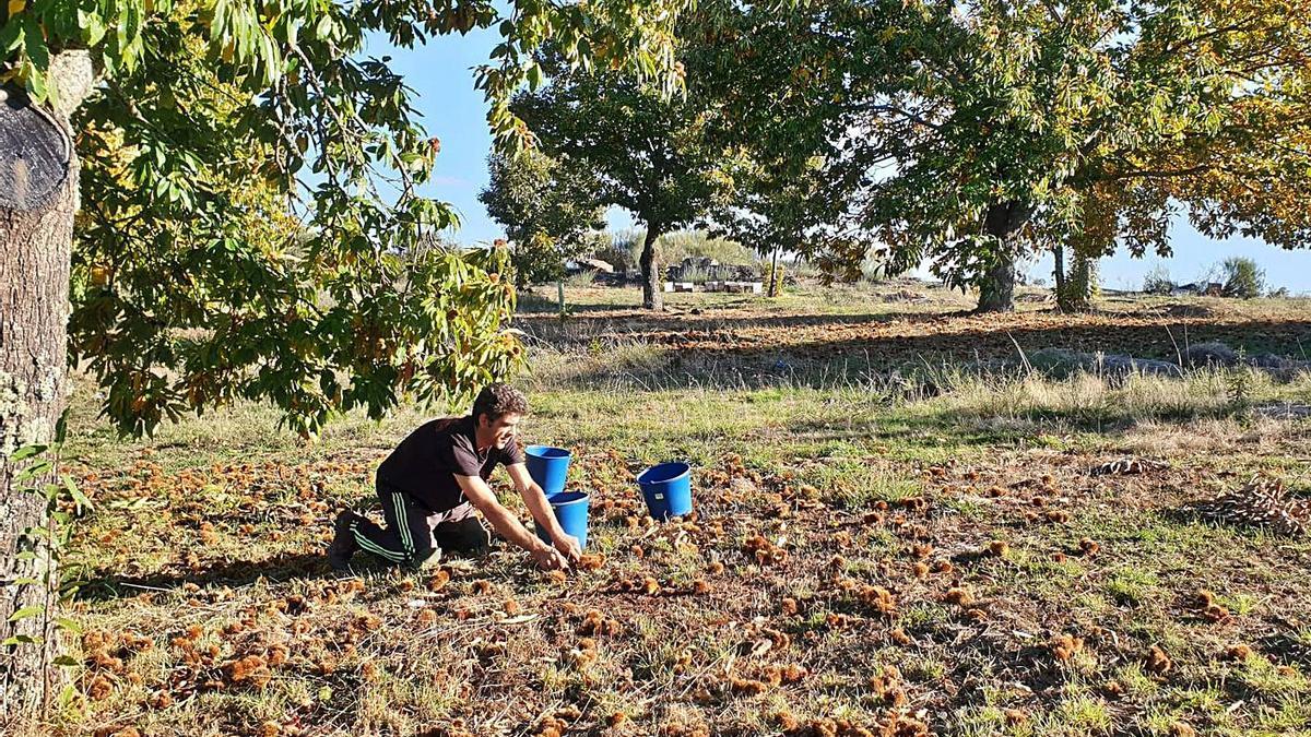 Manuel Morán recoge castañas en una plantación de Alcañices. | Chany Sebastián