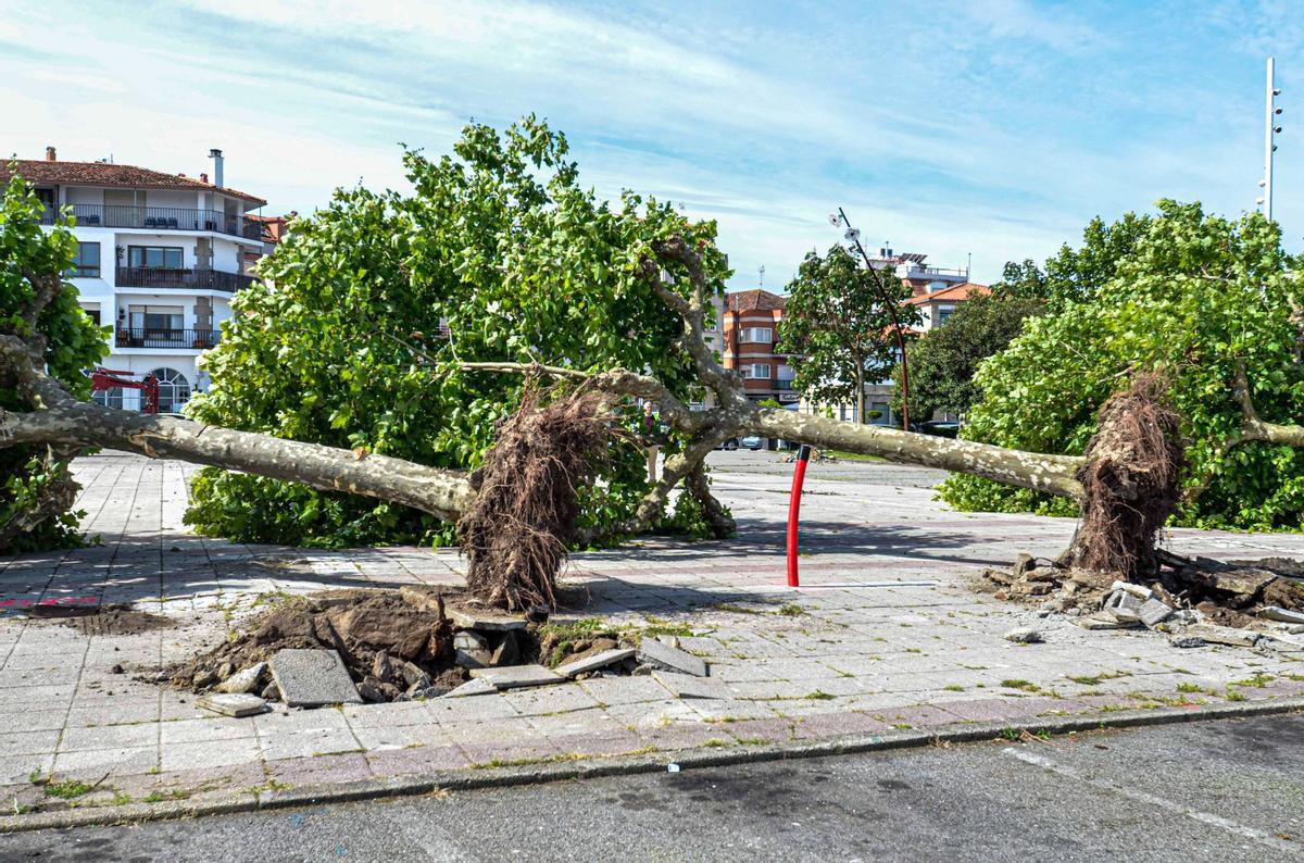 Los viejos árboles de O Corgo.