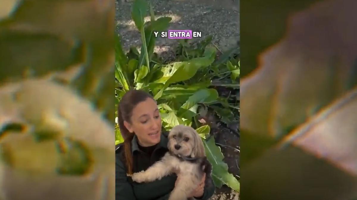 Alerta de la Guardia Civil a toda España por lo que está pasando con los perros: "Ten cuidado si paseas"