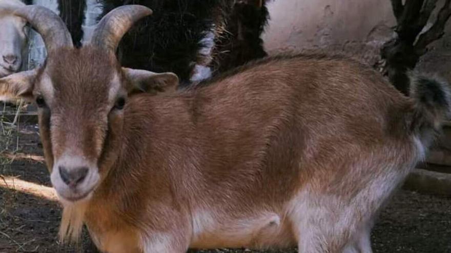 Recompensa económica por cuatro cabras robadas de un refugio de Catarroja