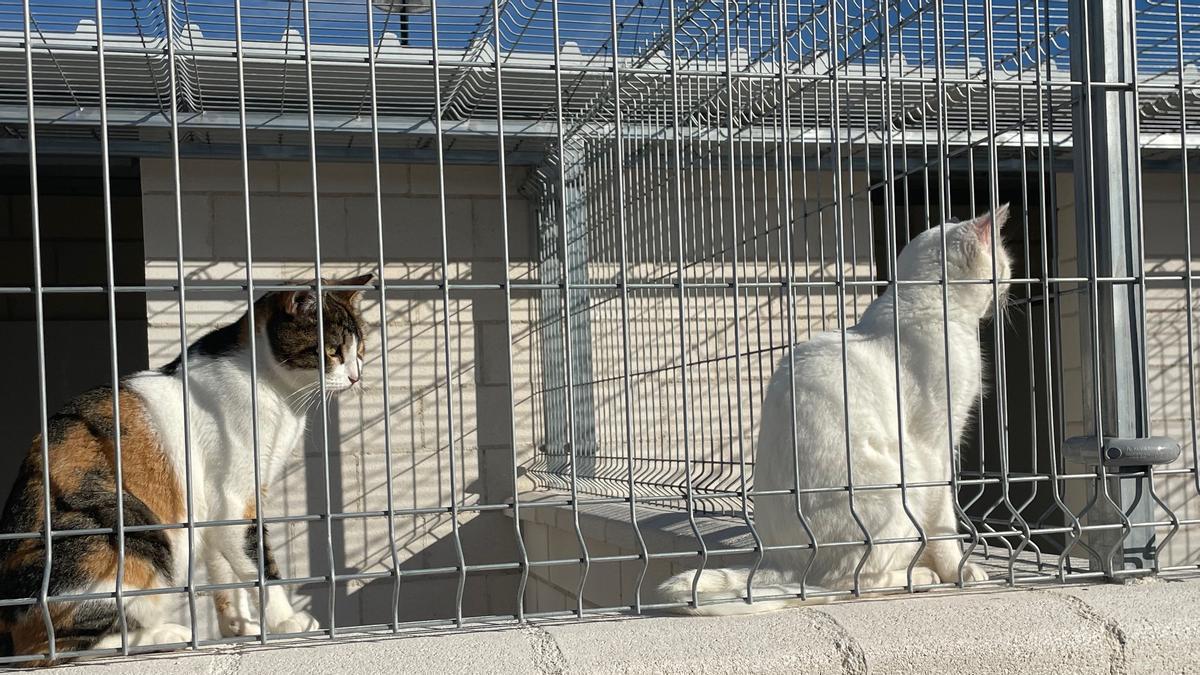 El Albergue Animal de Torrevieja formalizó 300 adopciones