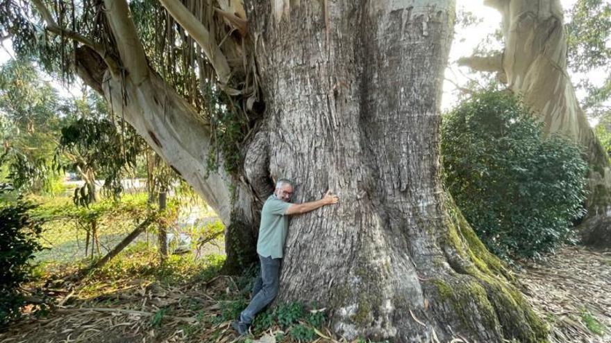 Abrazando la memoria vegetal del Pazo de Rubiáns