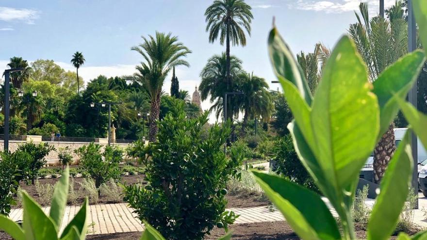 Un jardín de árboles frutales junto al Malecón recrea la huerta de Murcia -  La Opinión de Murcia