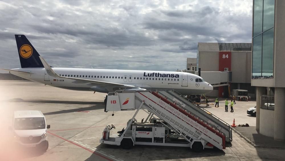 Un buitre negro se estrella contra un avión en Palma