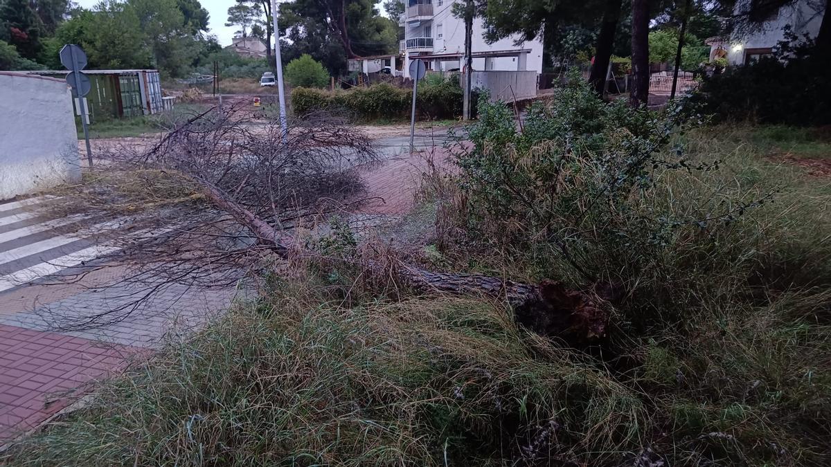 Uno de los árboles caídos en Xàbia