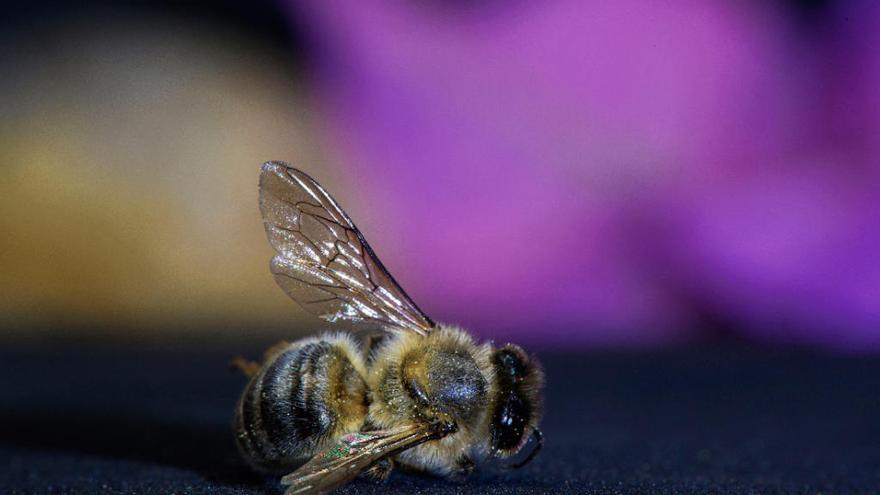 Las múltiples causas de la desaparición de insectos son todas provocadas por el uso que el ser humano hace del planeta