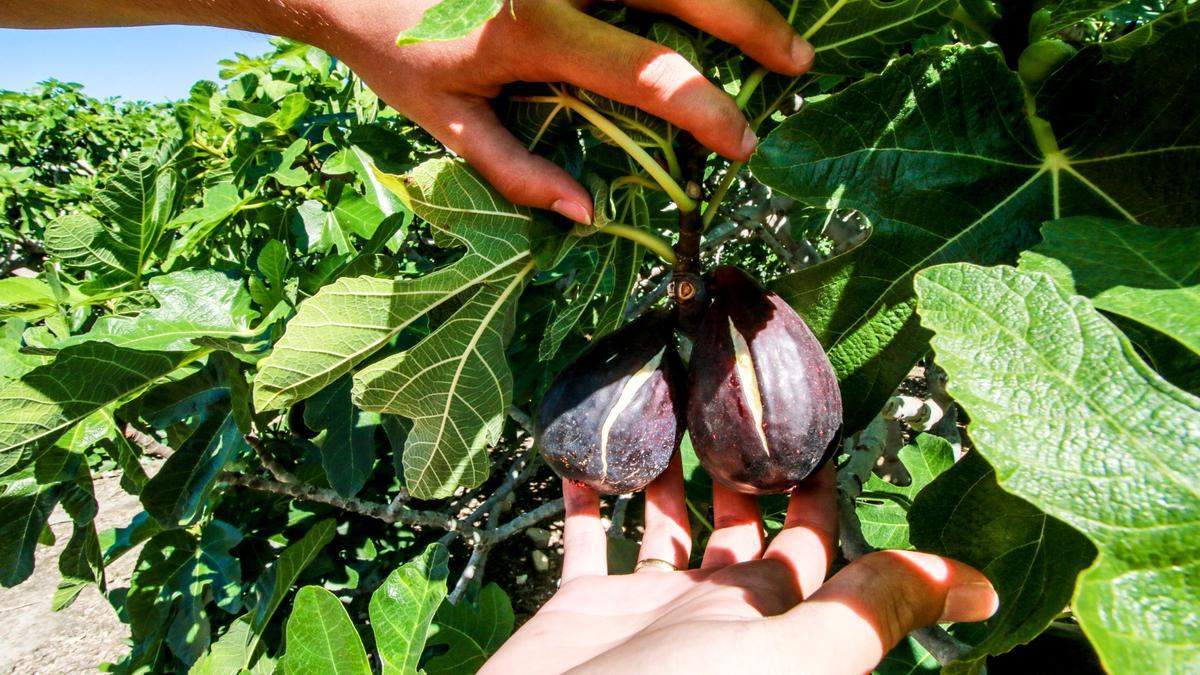 La comarca respeta la importancia del producto de proximidad.