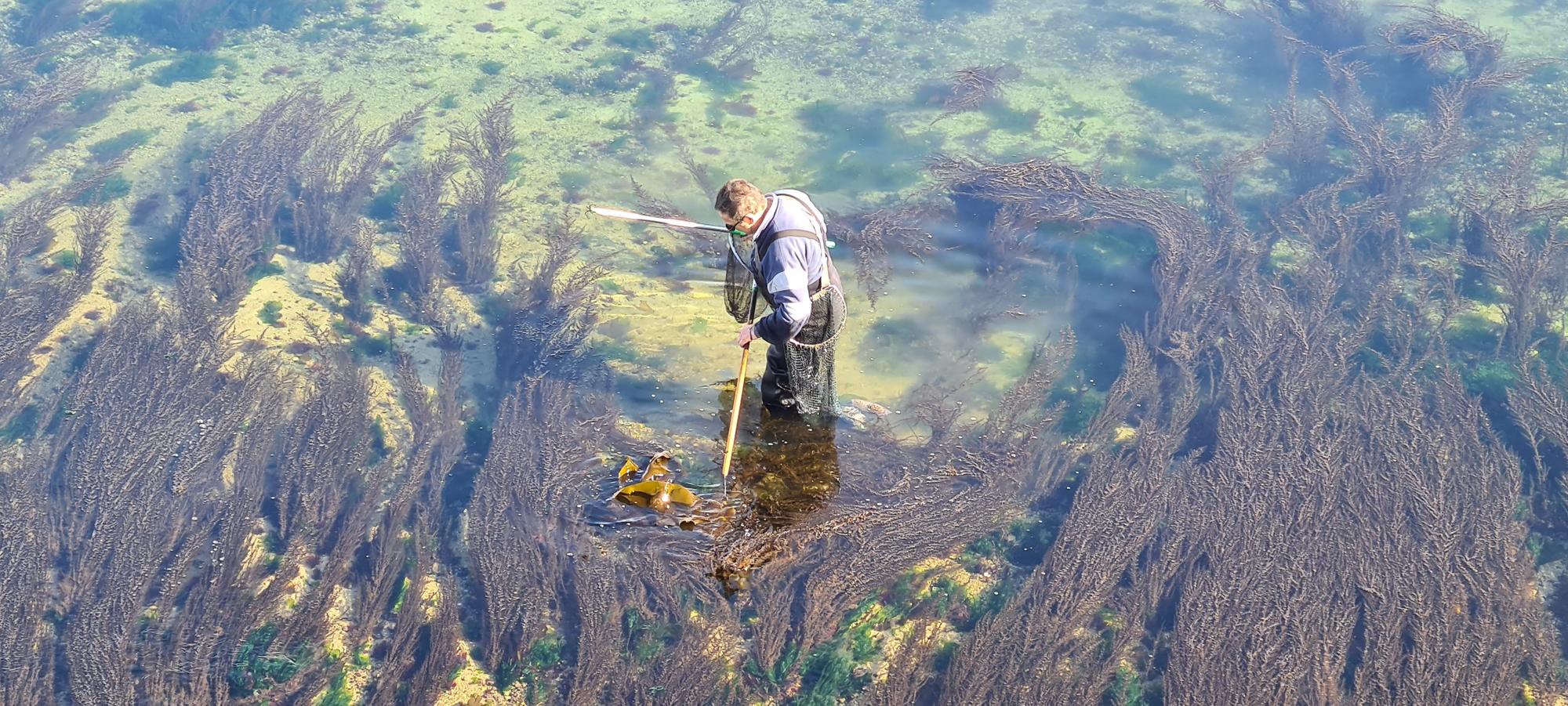 La pesca artesanal del chopo subsiste bajo el puente de A Toxa