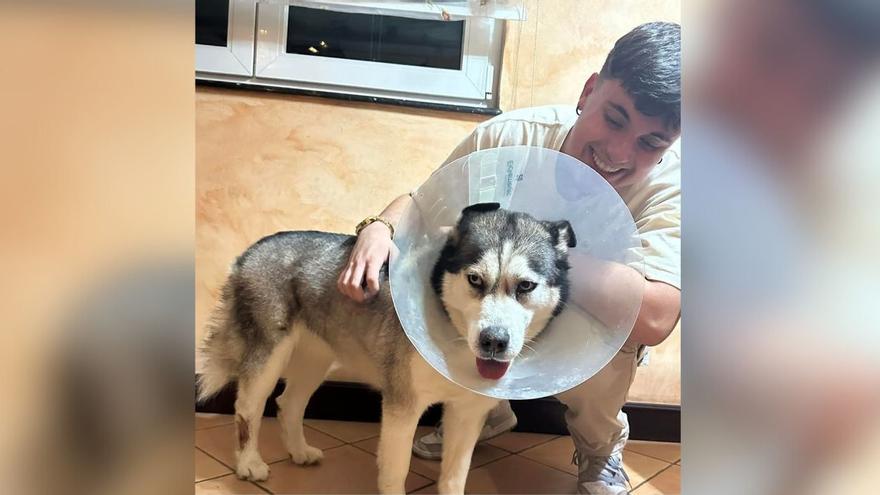 Aparece Kira, el husky más buscado de la Costa da Morte por el que ofrecían una recompensa: ¡Estamos felices!
