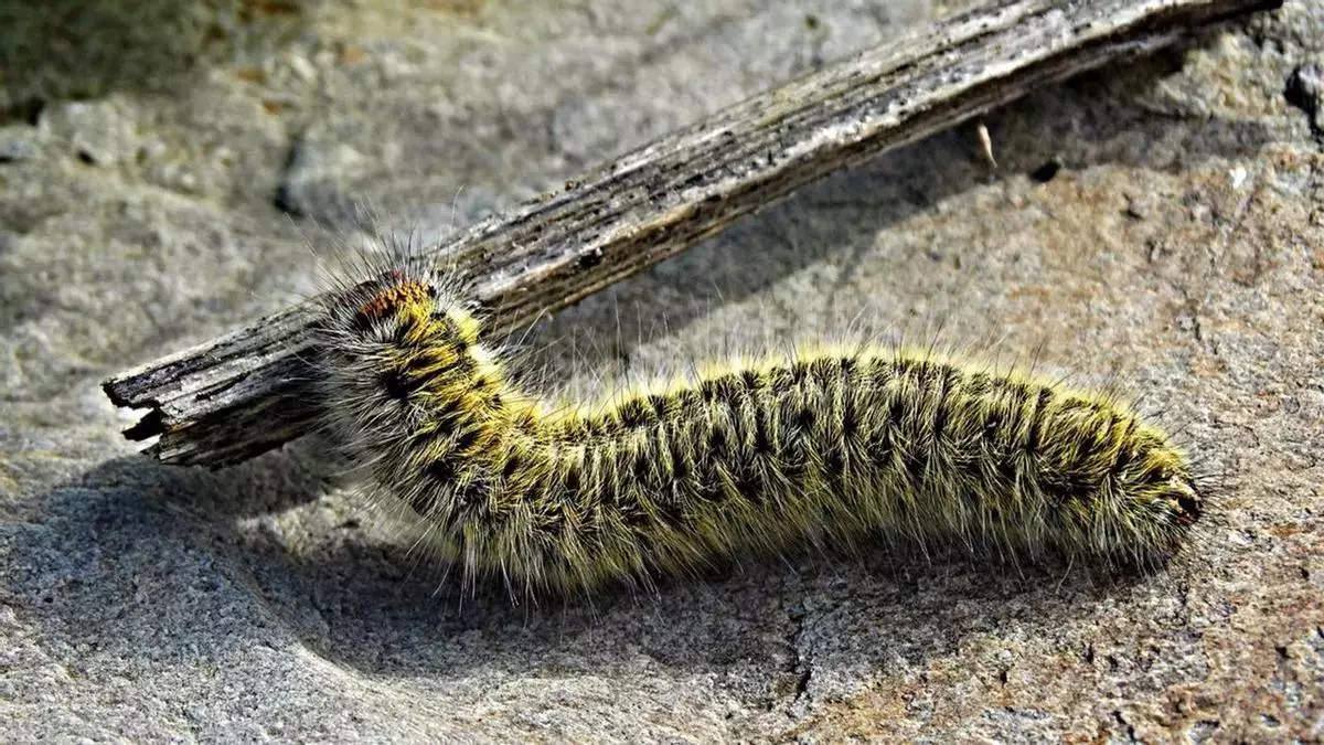La Policía Nacional avisa sobre este insecto: "Puede ser letal para tu mascota"