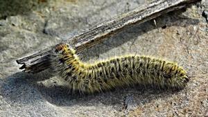 Ejamplar de procesionaria del pino.