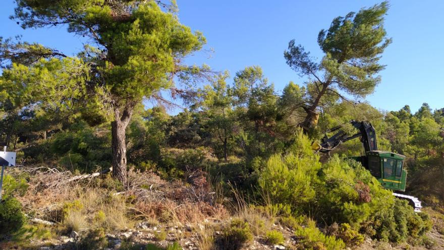 Retirada de un pino dañado en La Carrasqueta.