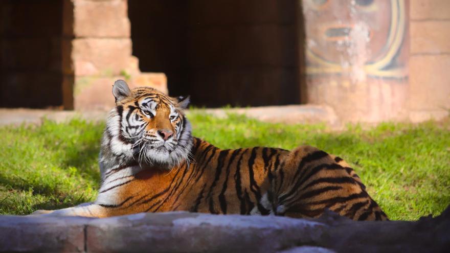 Dos jóvenes tigres de Bengala, nuevos ejemplares del Zoo de Córdoba