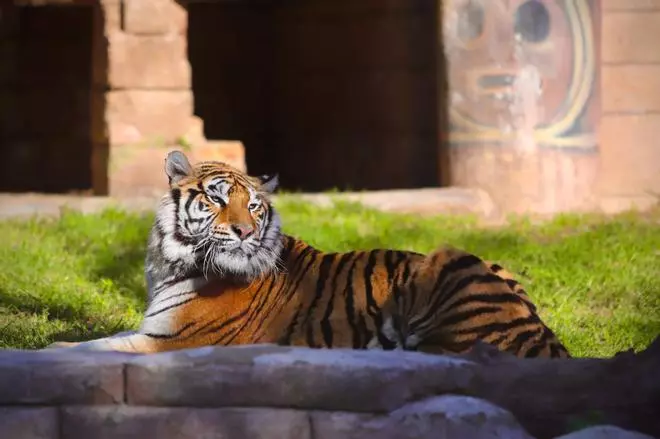 Dos tigres de Bengala, nuevos inquilinos en el Zoo de Córdoba