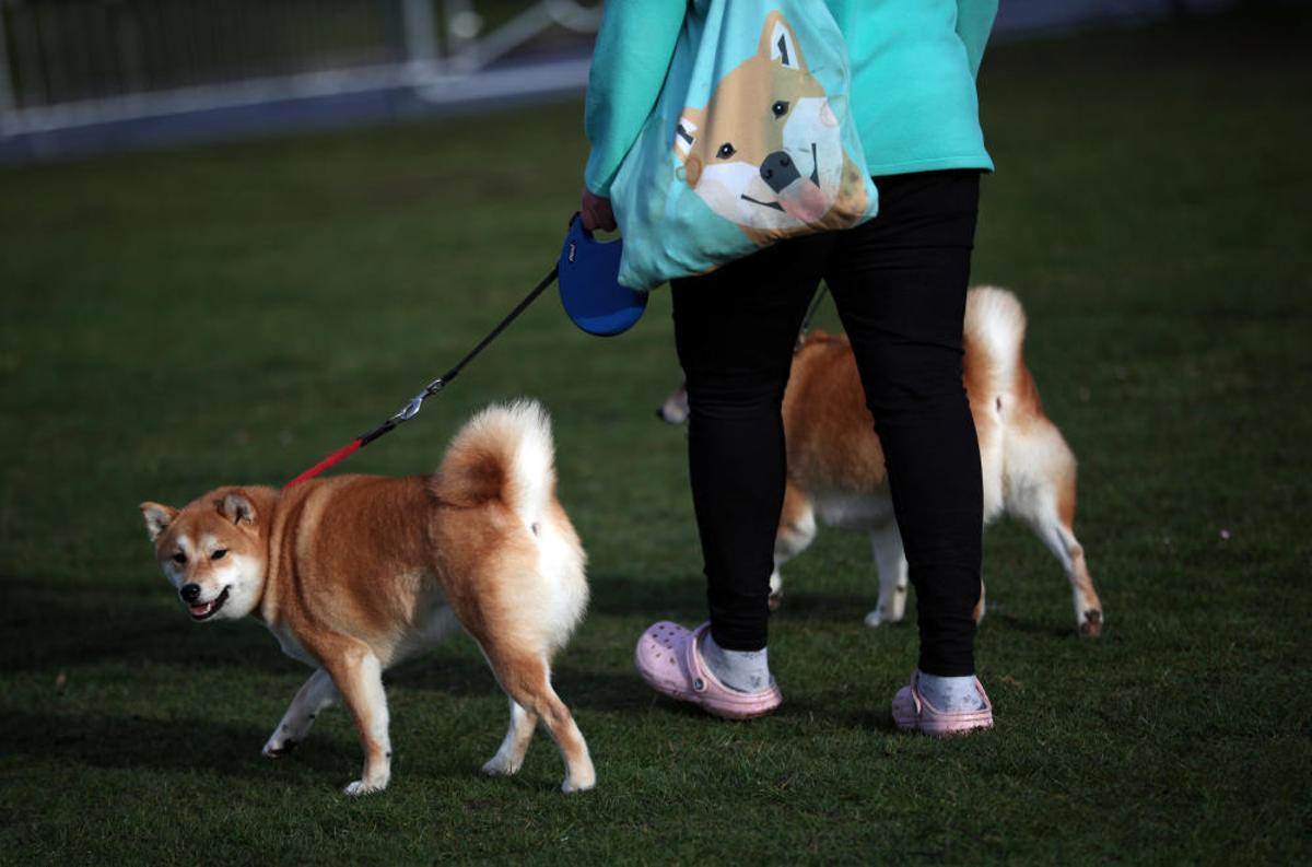 Crufts 2019: L'exhibició de gossos més gran del món