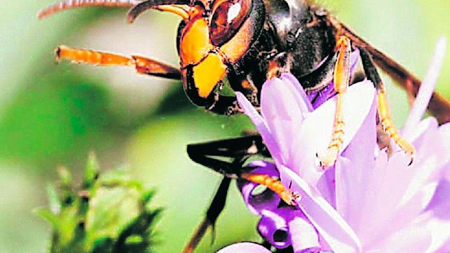 Las abejas gallegas aprenden a &quot;defenderse&quot; de la avispa asiática