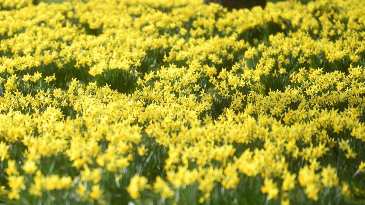 Narcisos en flor en el parque Saint James de Londres, en febrero del año pasado.