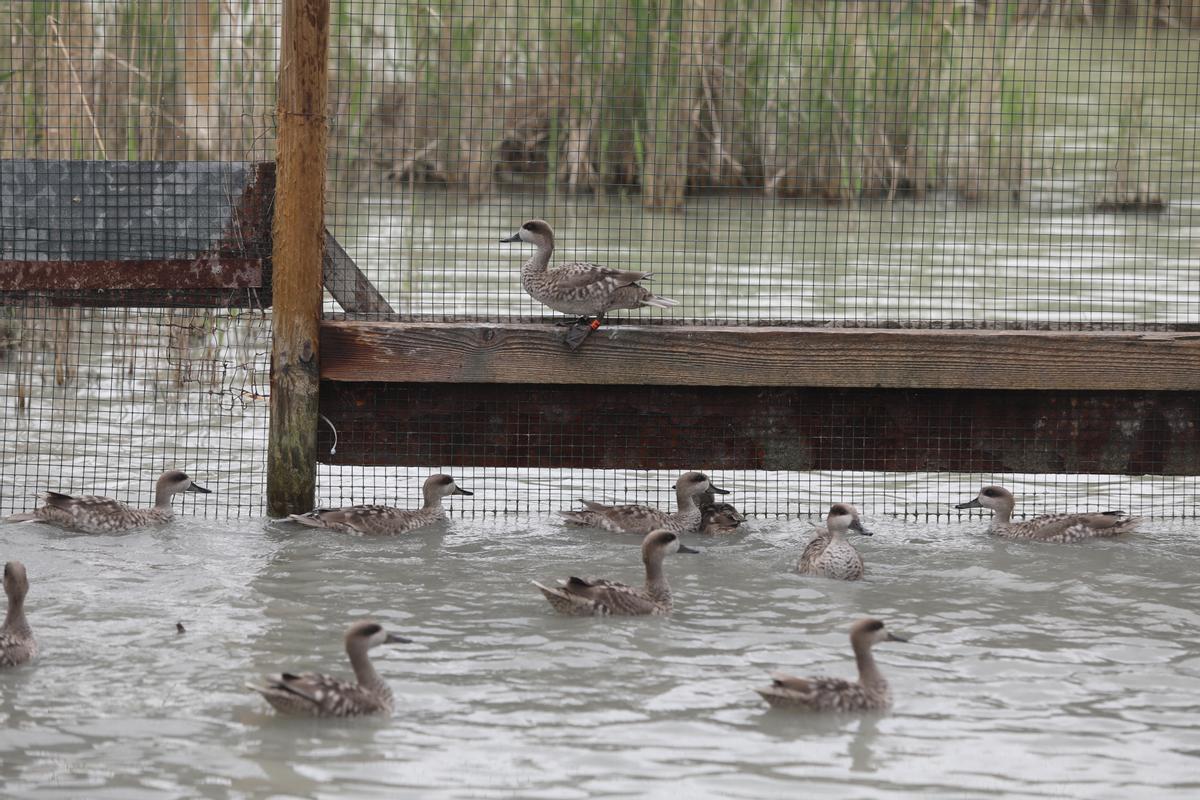 Un grupo de Cercetas Pardilla en el parque natural El Hondo, Elche