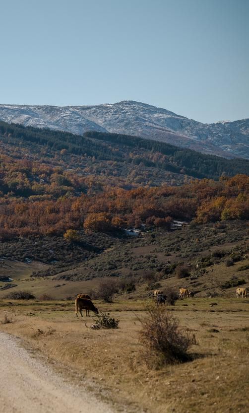 En el camino se pueden encontar animales.
