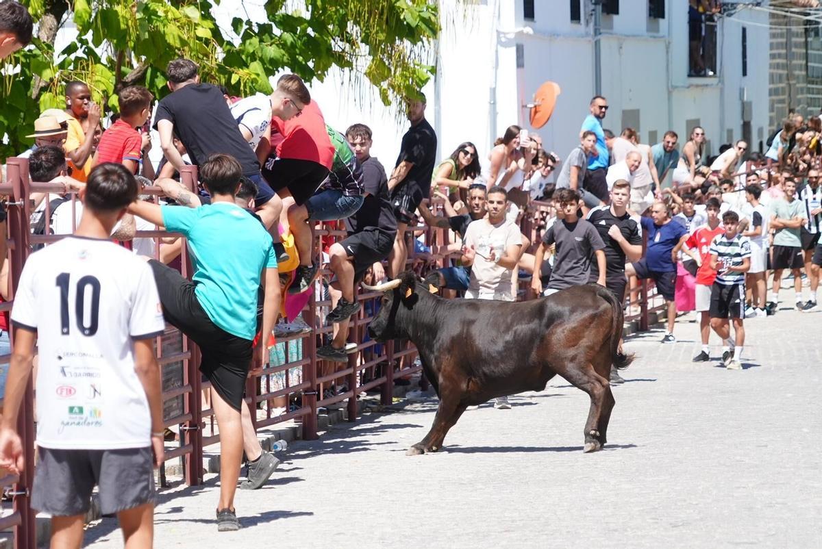 Las vaquillas vuelven tomar la calle en la feria de Añora Las vaquillas vuelven tomar la calle en la feria de Añora