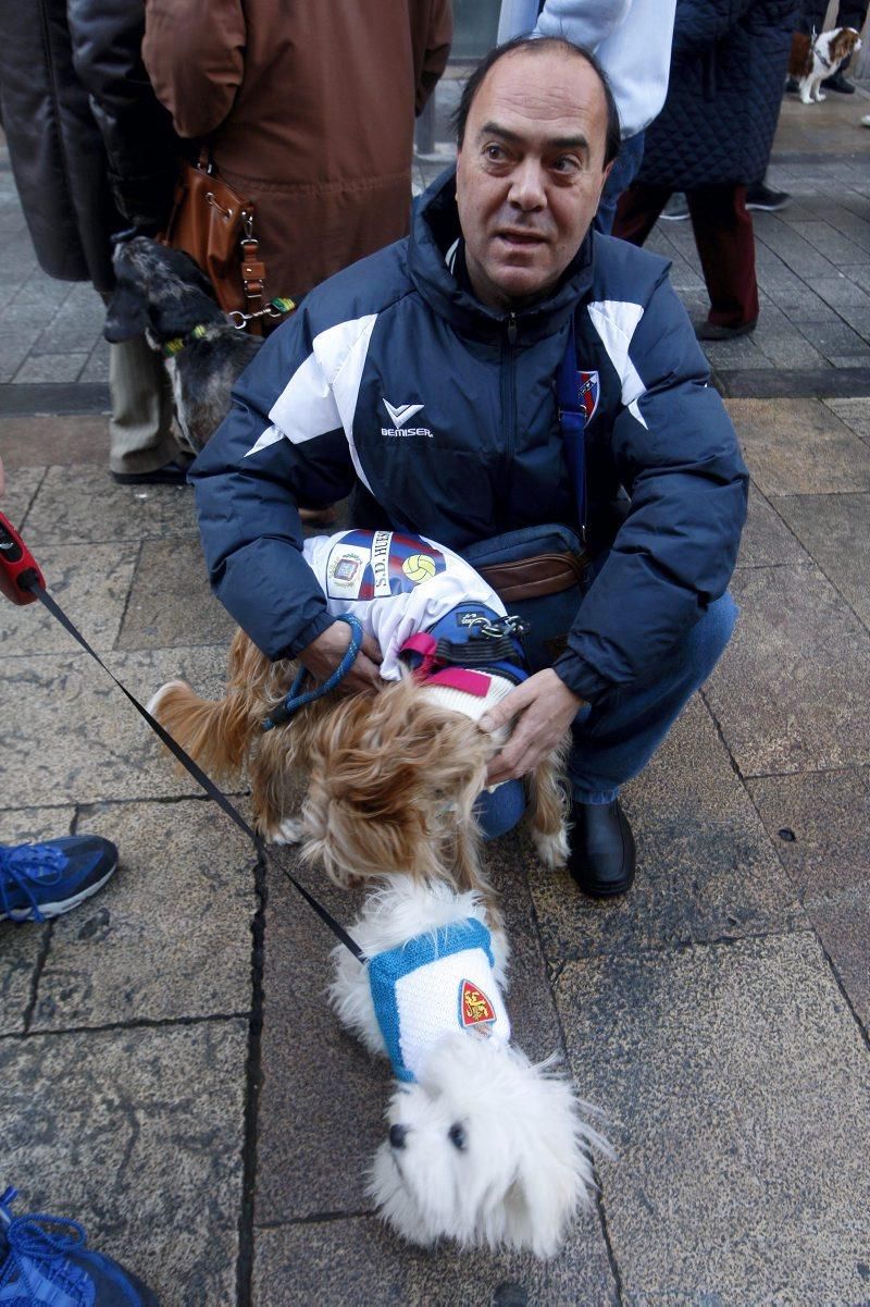 Celebración de San Antón, bendición de los animales