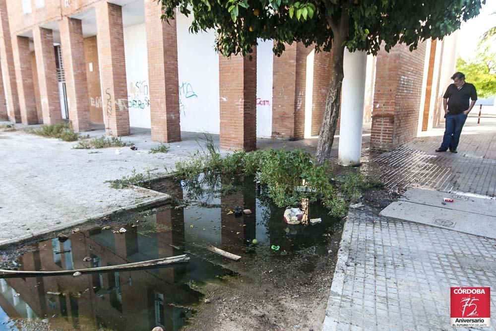 FOTOGALERÍA / La situación actual de las Palmeras