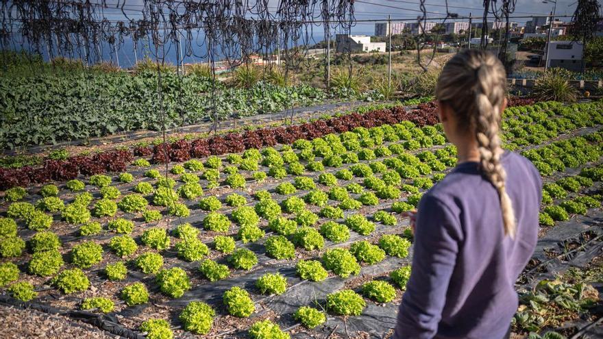 Marisol Casimiro, propietaria de la finca ecológica Mar y Sol: "El nuevo acuerdo de Mercosur acabará con los agricultores de Canarias"