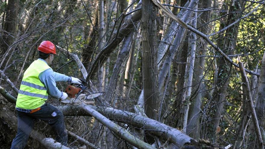 El campus de Mieres acoge una jornada europea sobre administración forestal