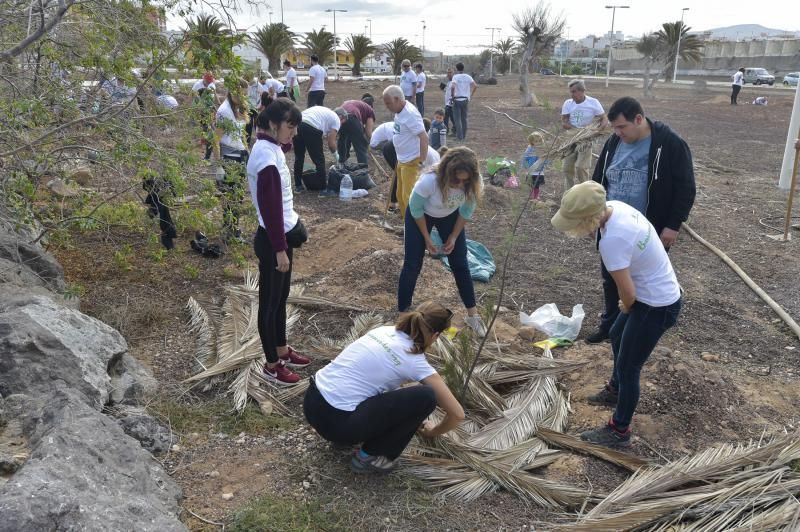 24-11-2019 TELDE. Plantación para nuevo jardín en un terreno junto a la rotonda de la playa de Melenara  | 24/11/2019 | Fotógrafo: Andrés Cruz