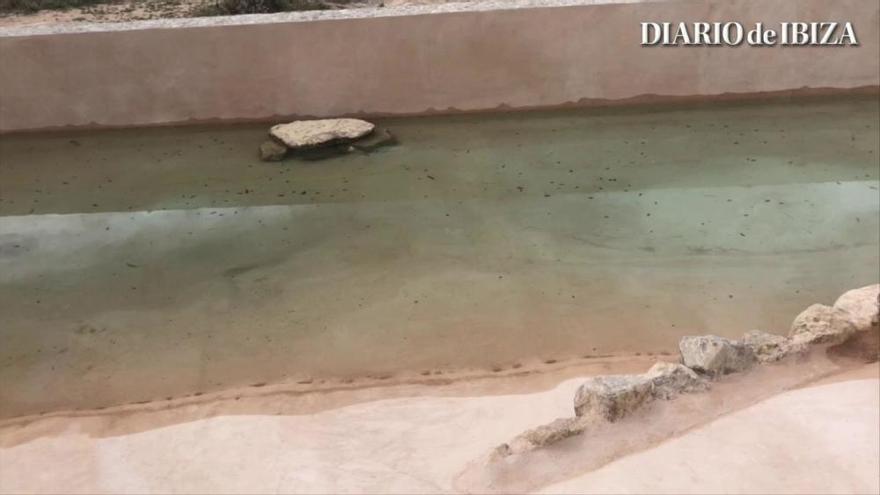 Un nuevo hábitat en Ibiza para el sapo verde o 'calàpet'