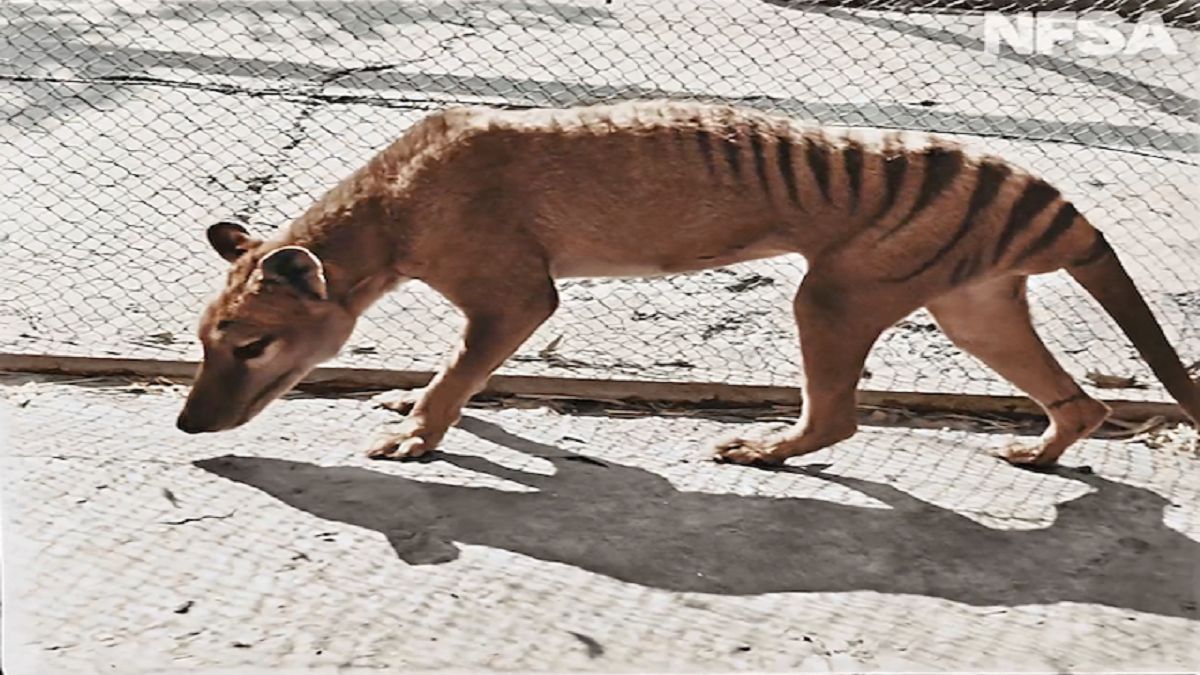 Los científicos esperan traer de vuelta al famoso Tigre de Tasmania