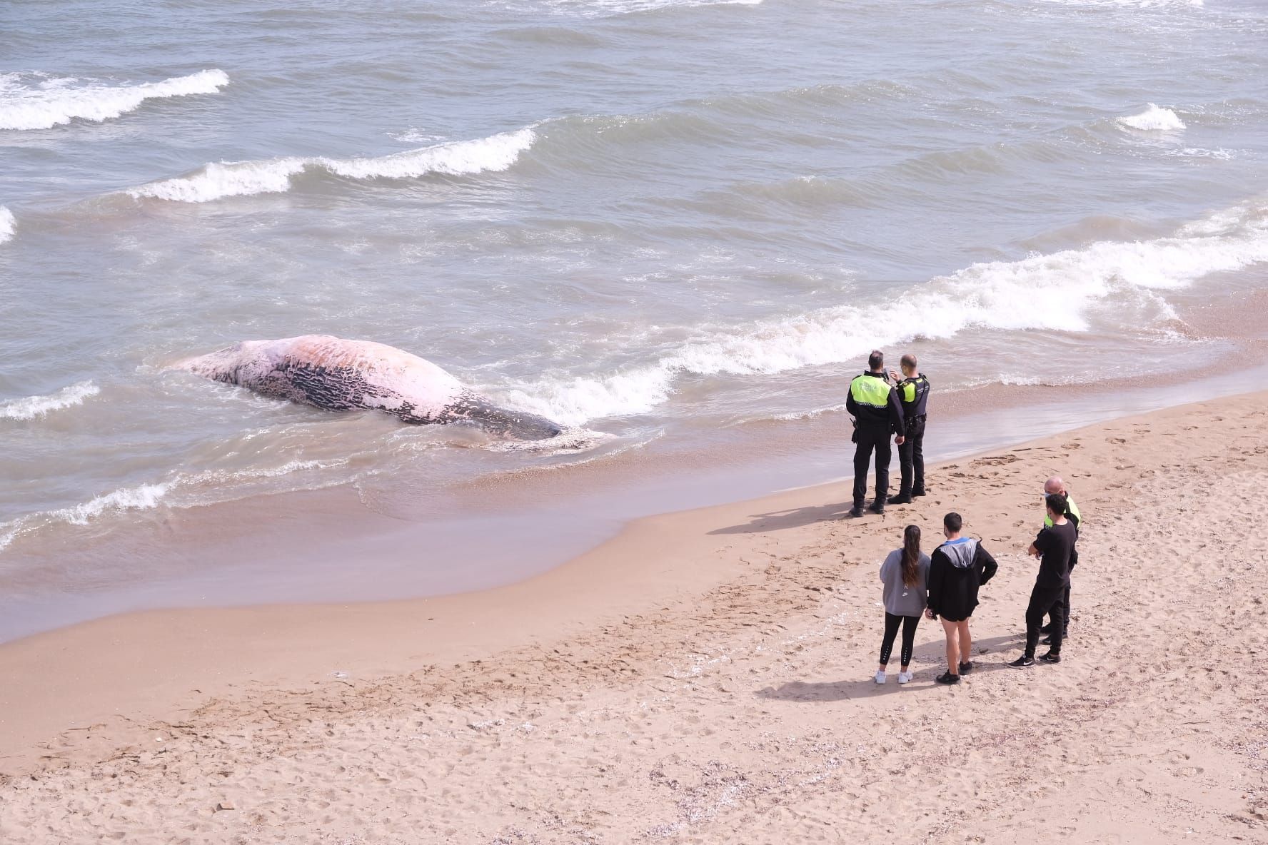 Aparece una ballena en Guadamar