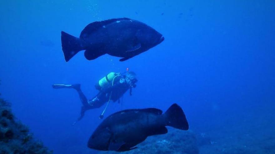 La biomasa se multiplica por siete en aguas interiores de la reserva marina de sa Dragonera