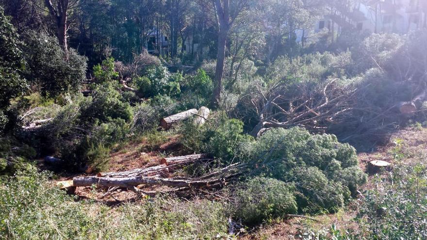 SOS Costa Brava denuncia la tala il·legal de 700 arbres a Palafrugell