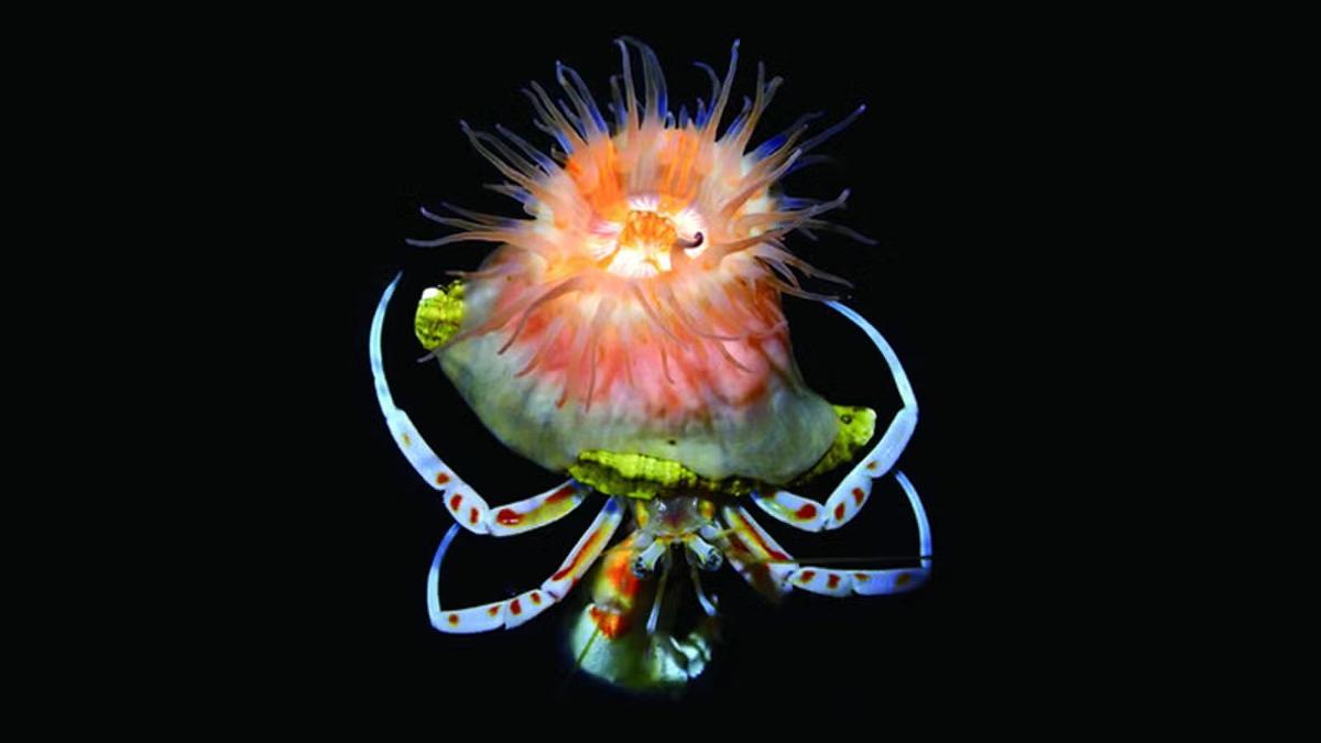 Paracalliactis tsukisome.