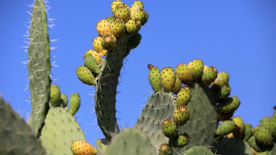 Beispiel für gelungene Integration: Wie Kaktusfeigen zur Mallorca-Frucht wurden – und wie man sie aufschneidet
