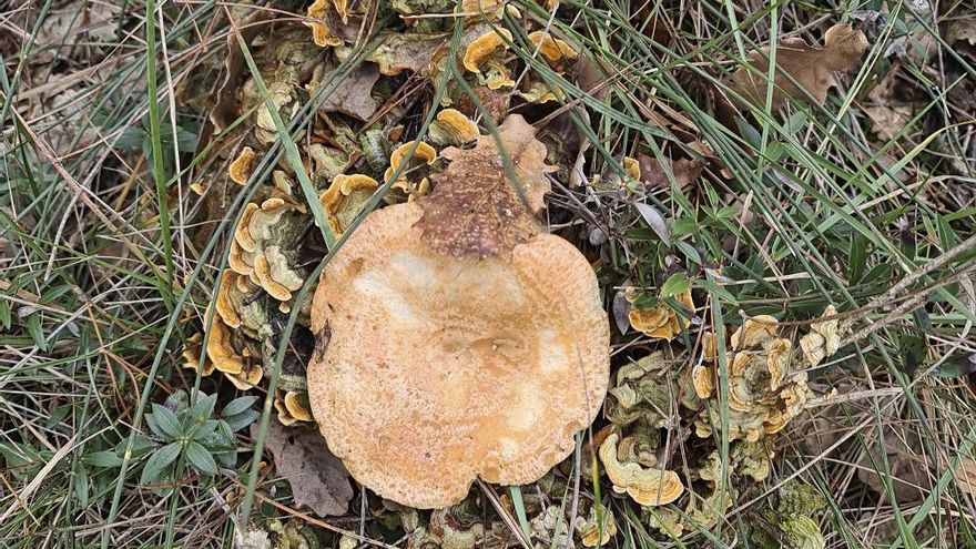 Bolets de soca i un rovelló al mig.