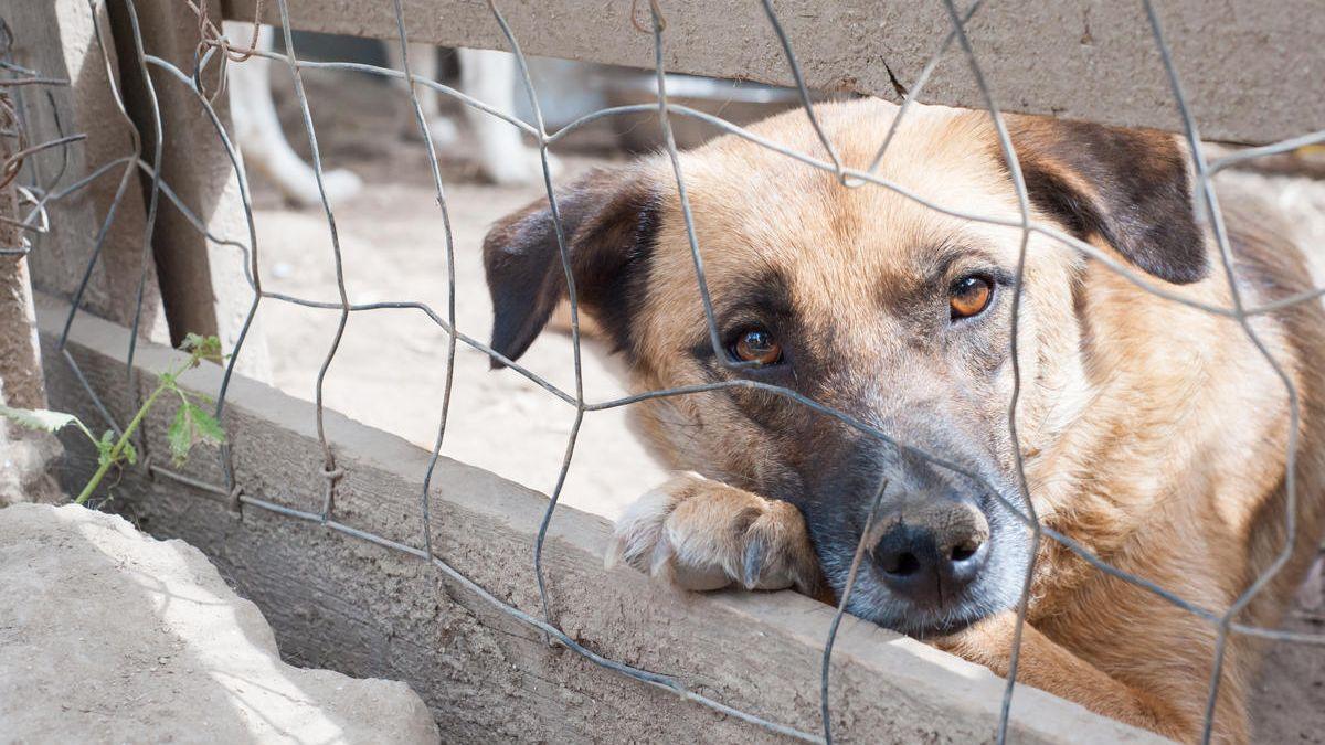 Las protectoras de la Región temen que la ley de Bienestar Animal quede en  papel mojado - La Opinión de Murcia