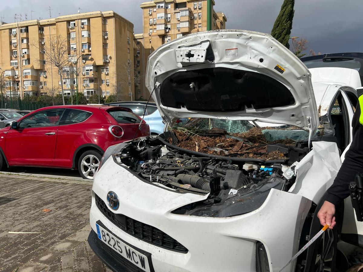 Imagen del coche y los restos de la palmera.