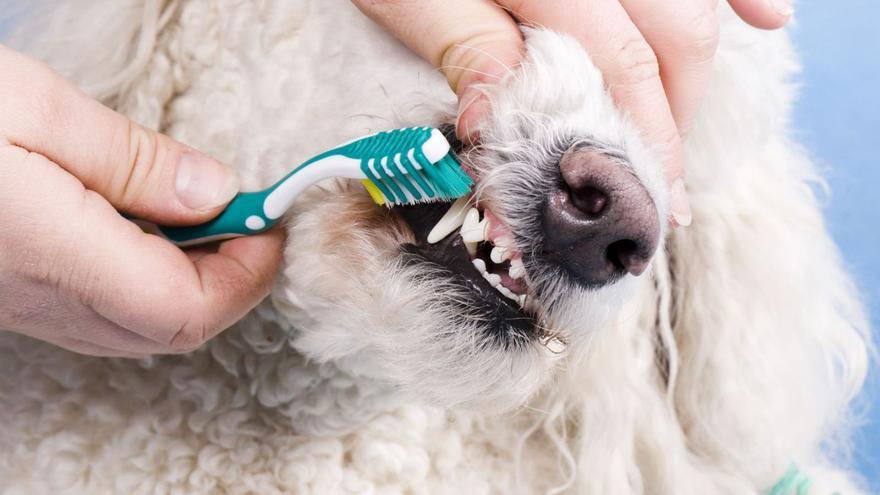 Silvina Guerrini, veterinaria: La salud de los perros y gatos empieza en la boca