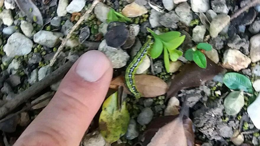 Ejemplar de polilla asiática detectado en el parque del Pasatiempo