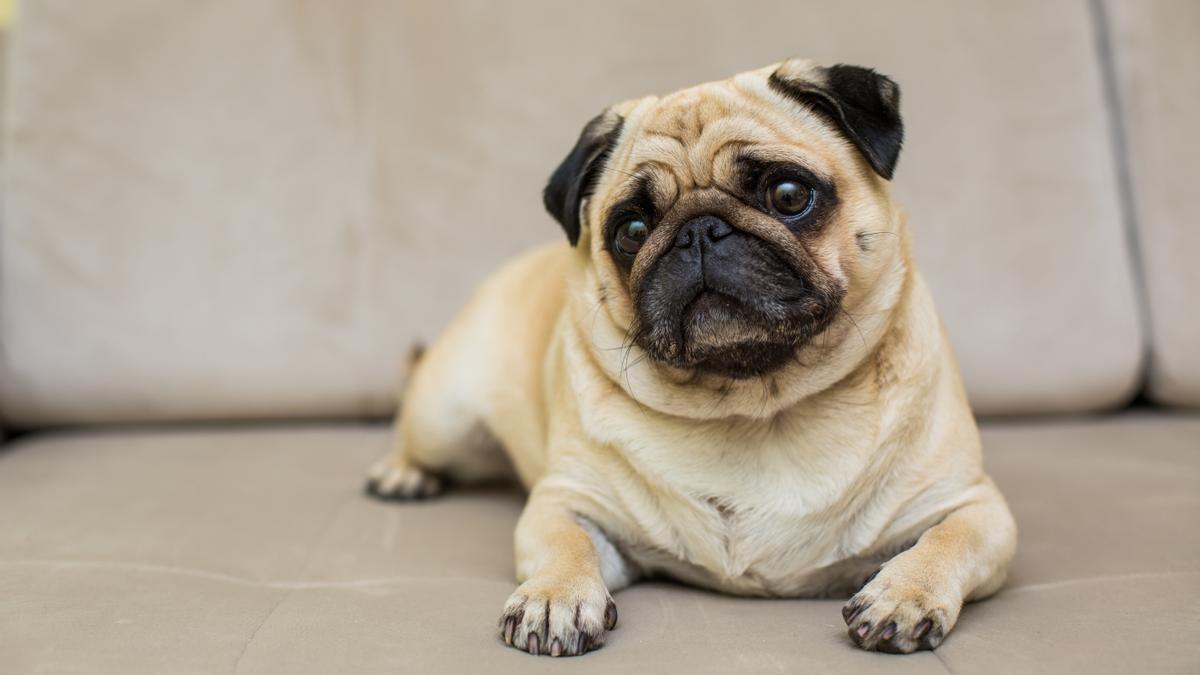 El Pug es una de las razas de perros pequeños ideales para pisos