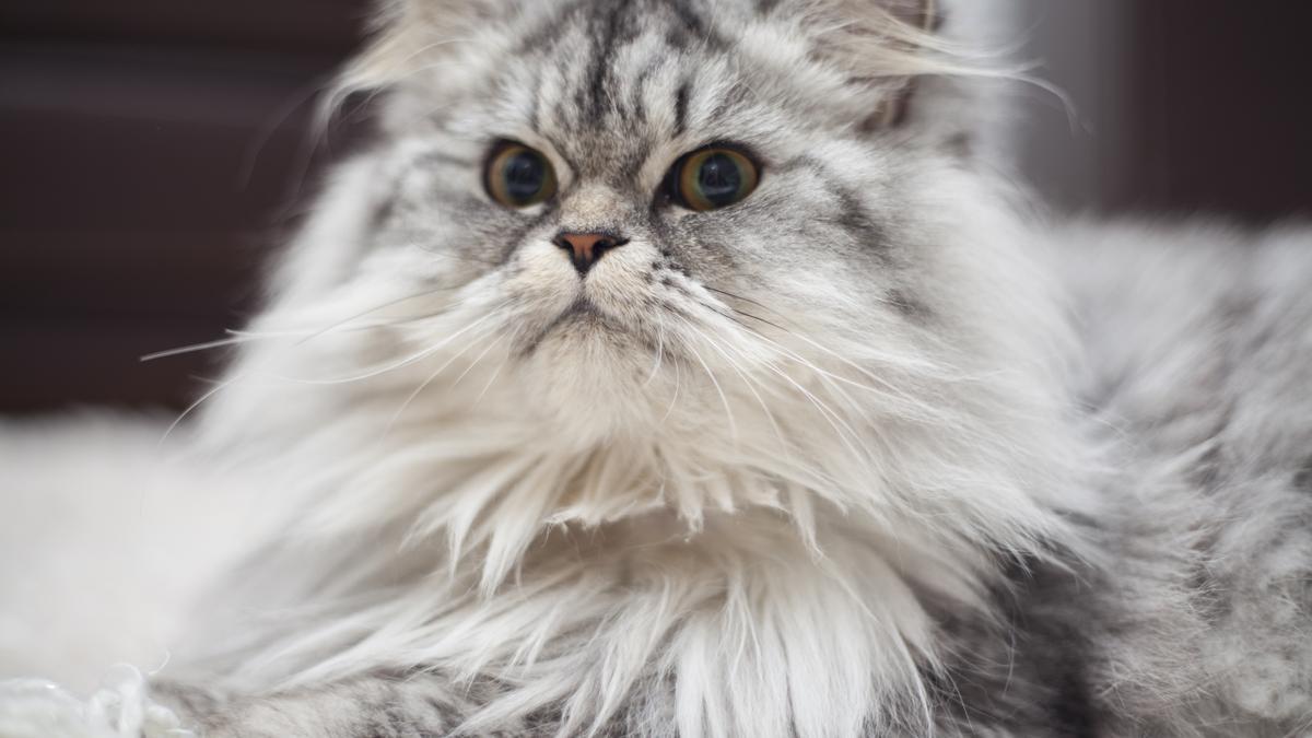 Hermoso y tranquilo: Conoce al gato Persa, una raza de gatos de gran elegancia.