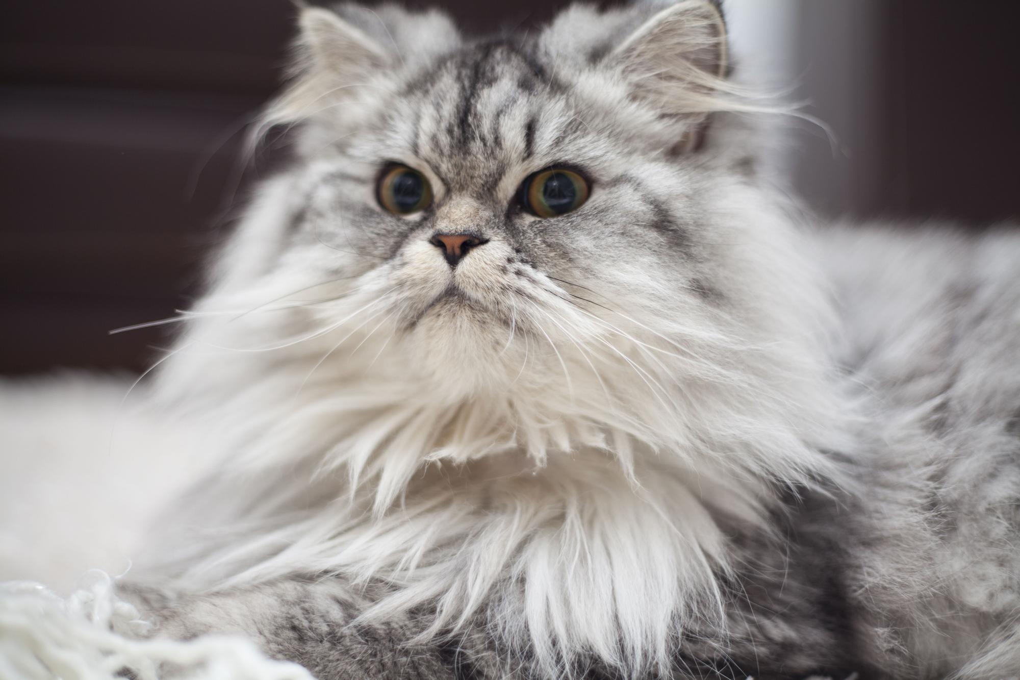 Hermoso y tranquilo: Conoce al gato Persa, una raza de gatos de gran elegancia.