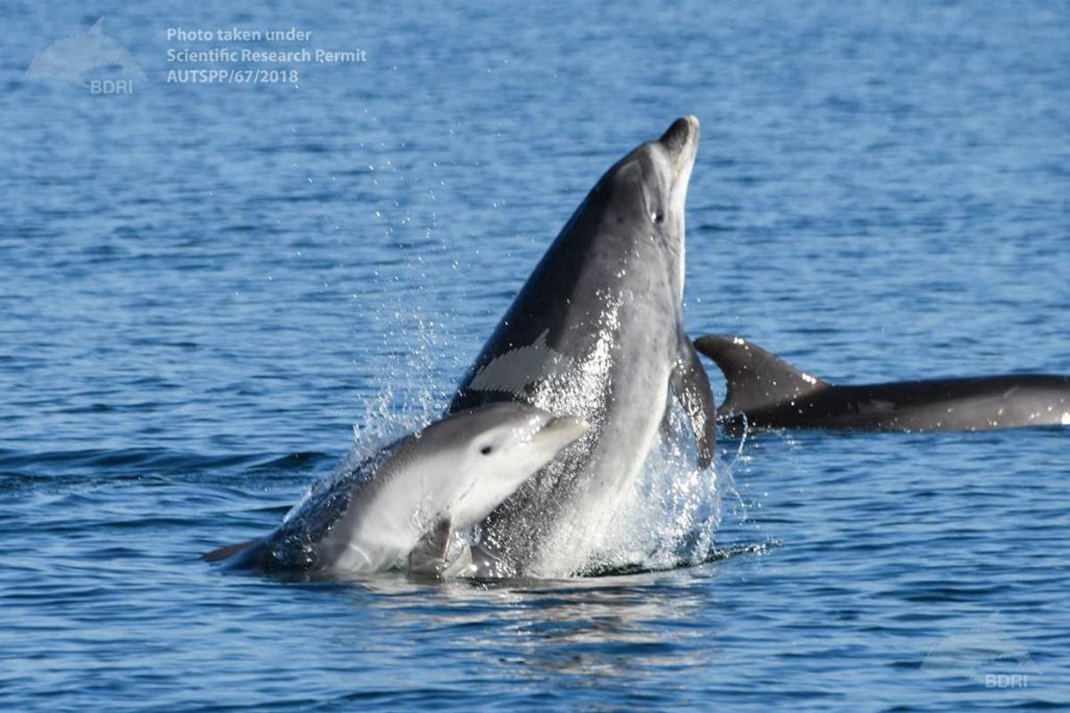 Una de las crías de delfín.
