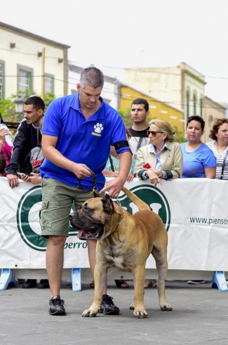 Celebración del I Certamen Nacional de perro ...