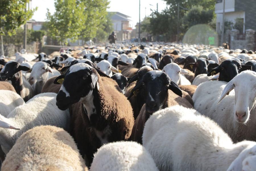 Fiesta de la Trashumancia en San Vitero